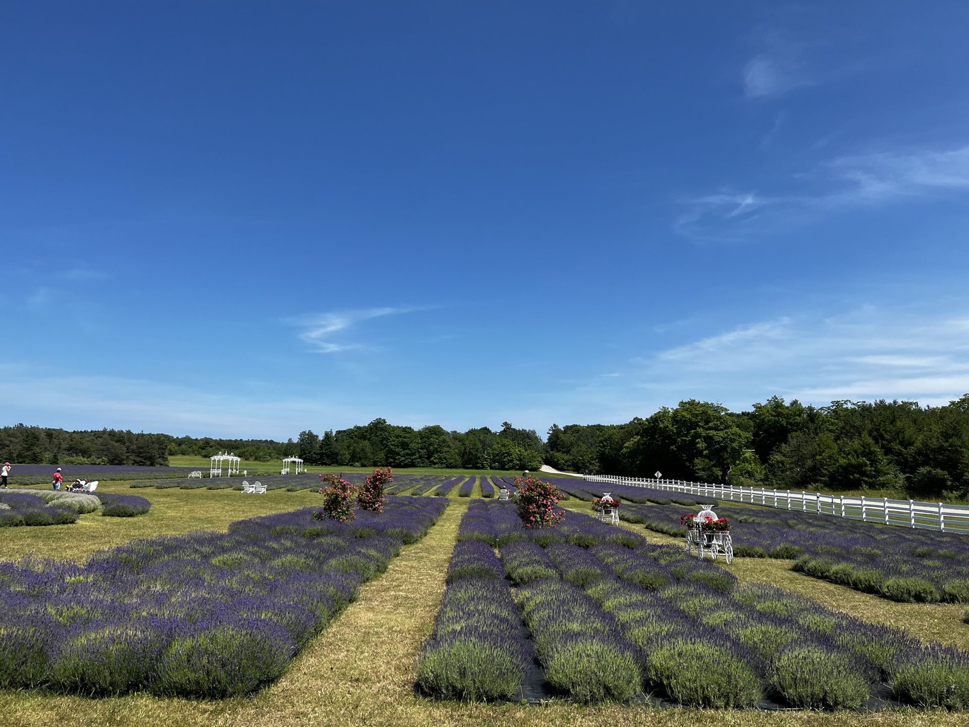 Fragrant Isle Lavender Farm (4 of 6)