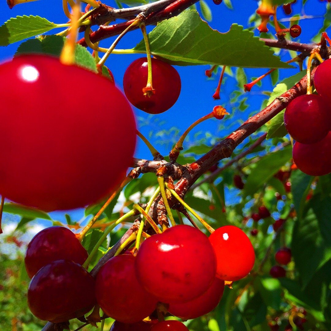 Lautenbach’s Orchard Country (Shop & Cherry Picking) (1 of 6)