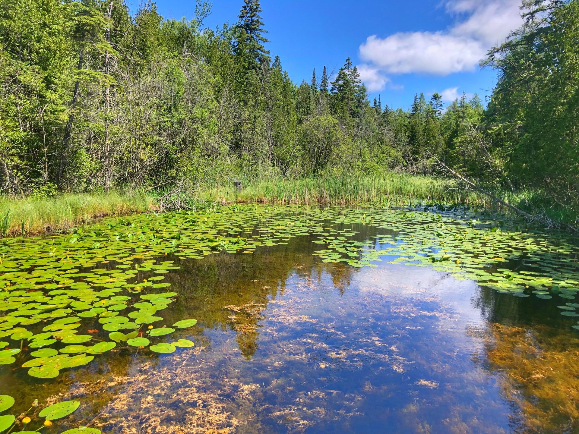 The Ridges Sanctuary (1 of 5)