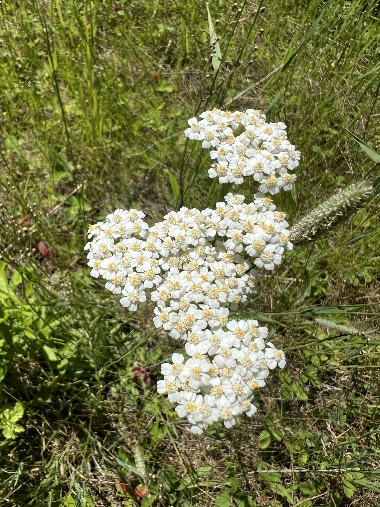 Three Springs Nature Preserve (6 of 6)